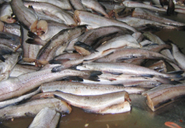 Whiting hgt image