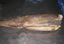 oil fish hgt image