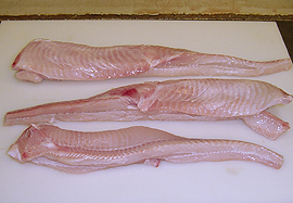pez angel fish hgt image