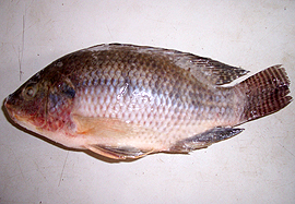 Tilapia fish hgt image