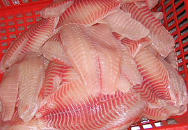 Tilapia fish fillet image
