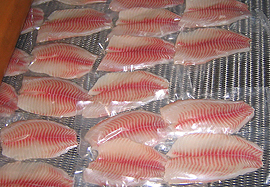 Tilapia hgt image