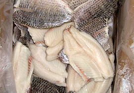 Tilapia fish frozen fillet image