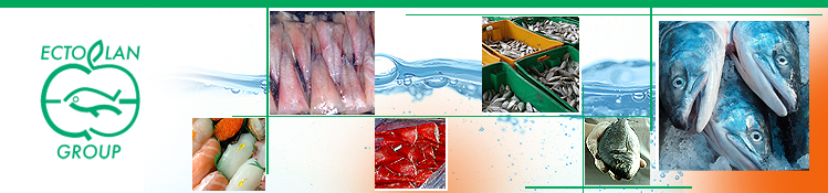 alfonsino image